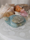 Caribbean Calcite Sea Turtles