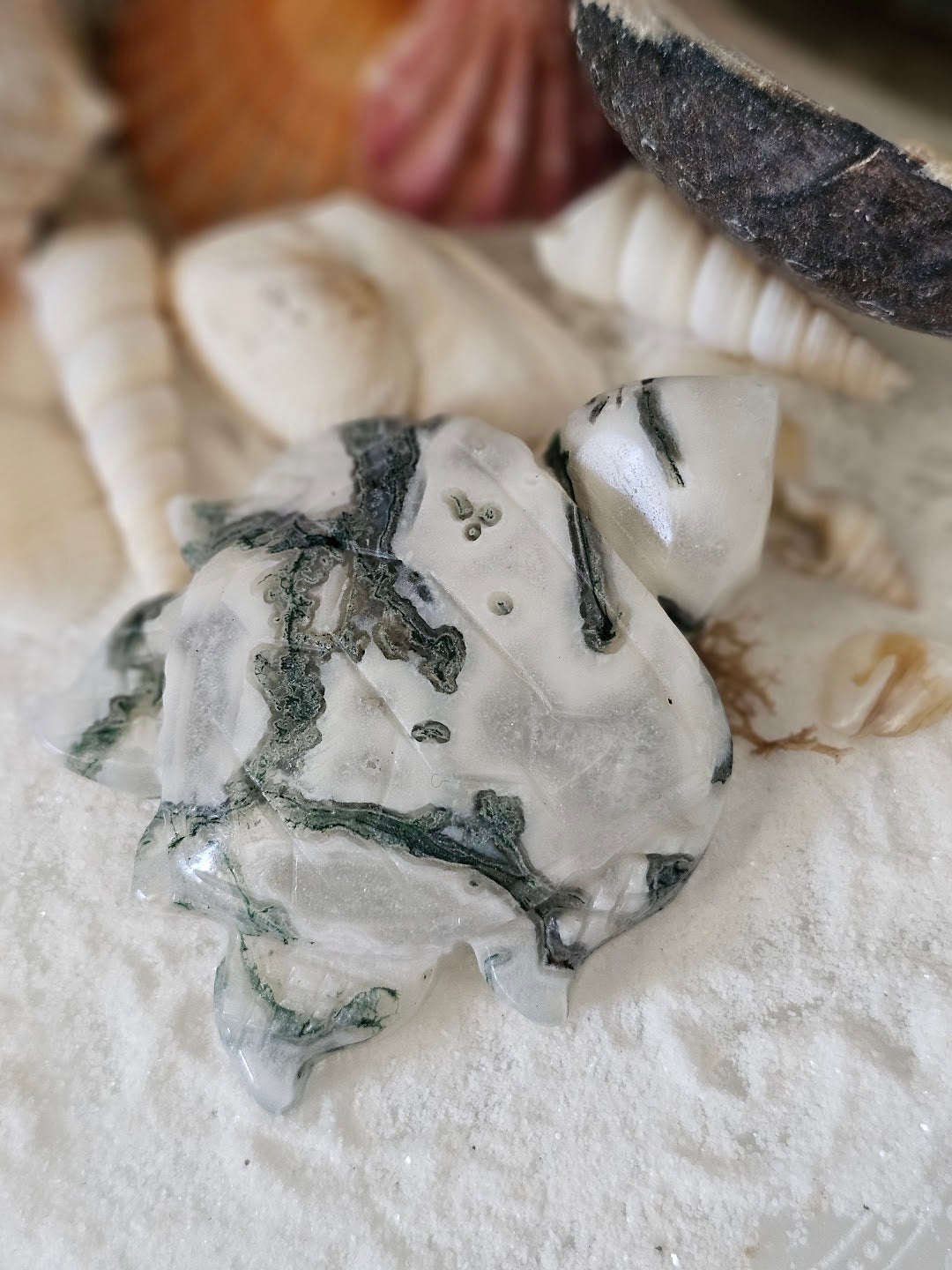 Sea Turtle Collection