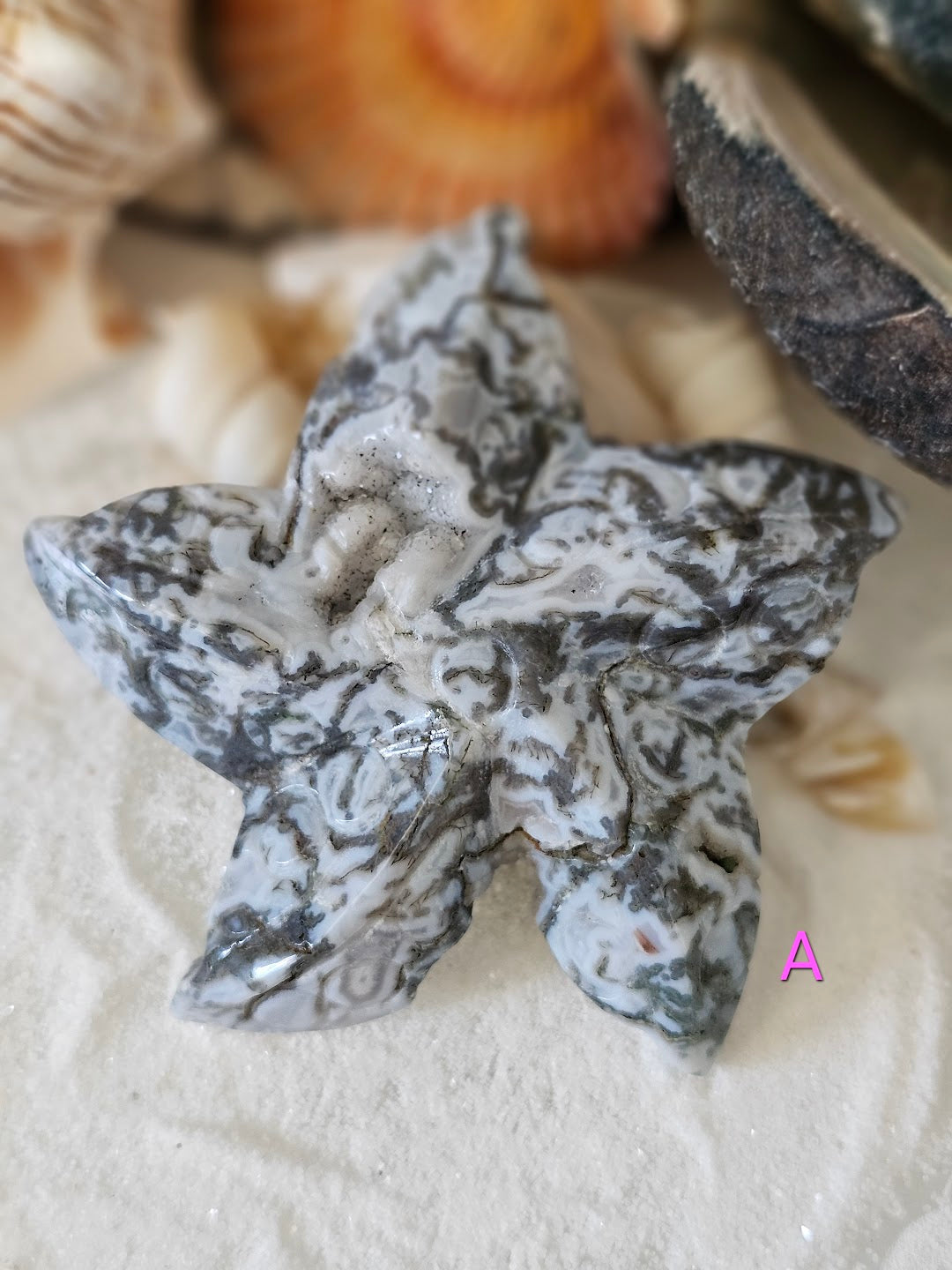 Sea Star Collection