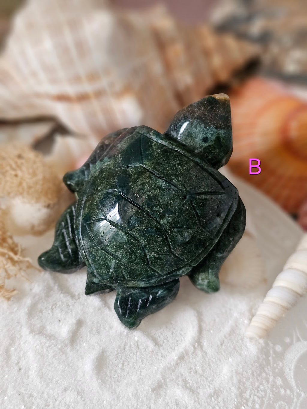 Sea Turtle Collection