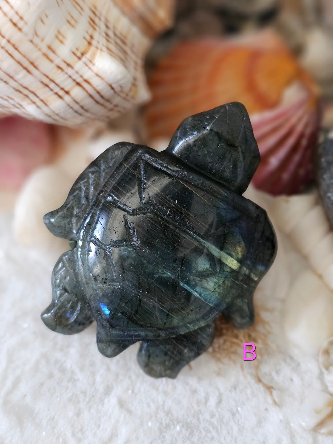 Sea Turtle Collection