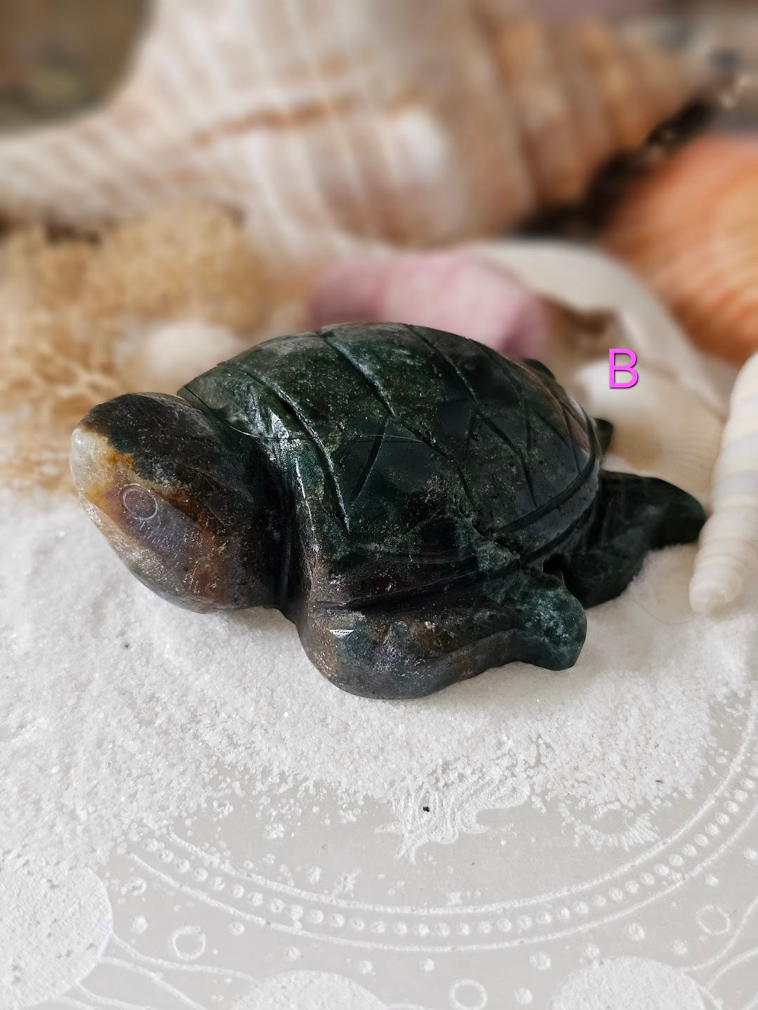 Sea Turtle Collection