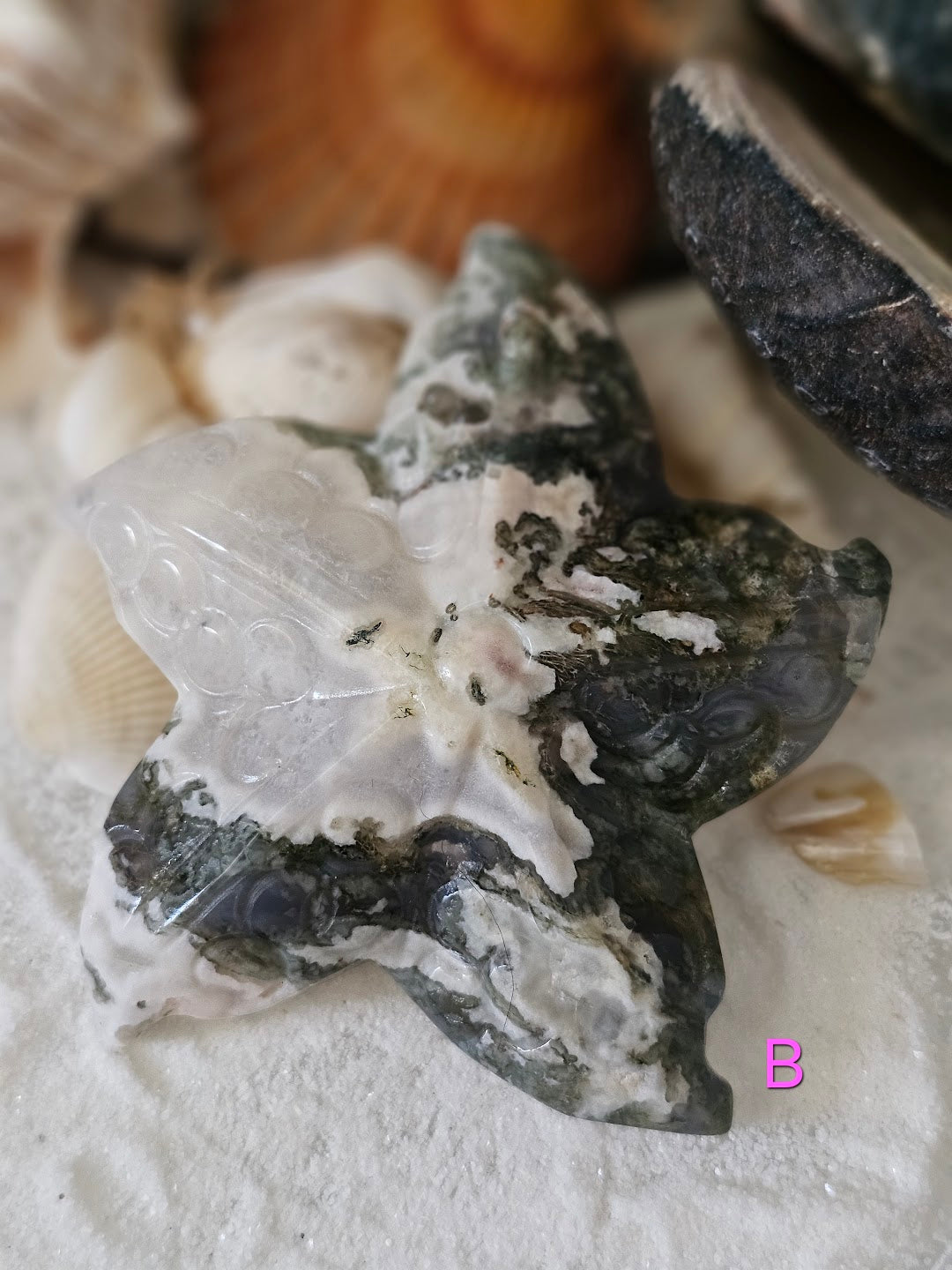 Sea Star Collection
