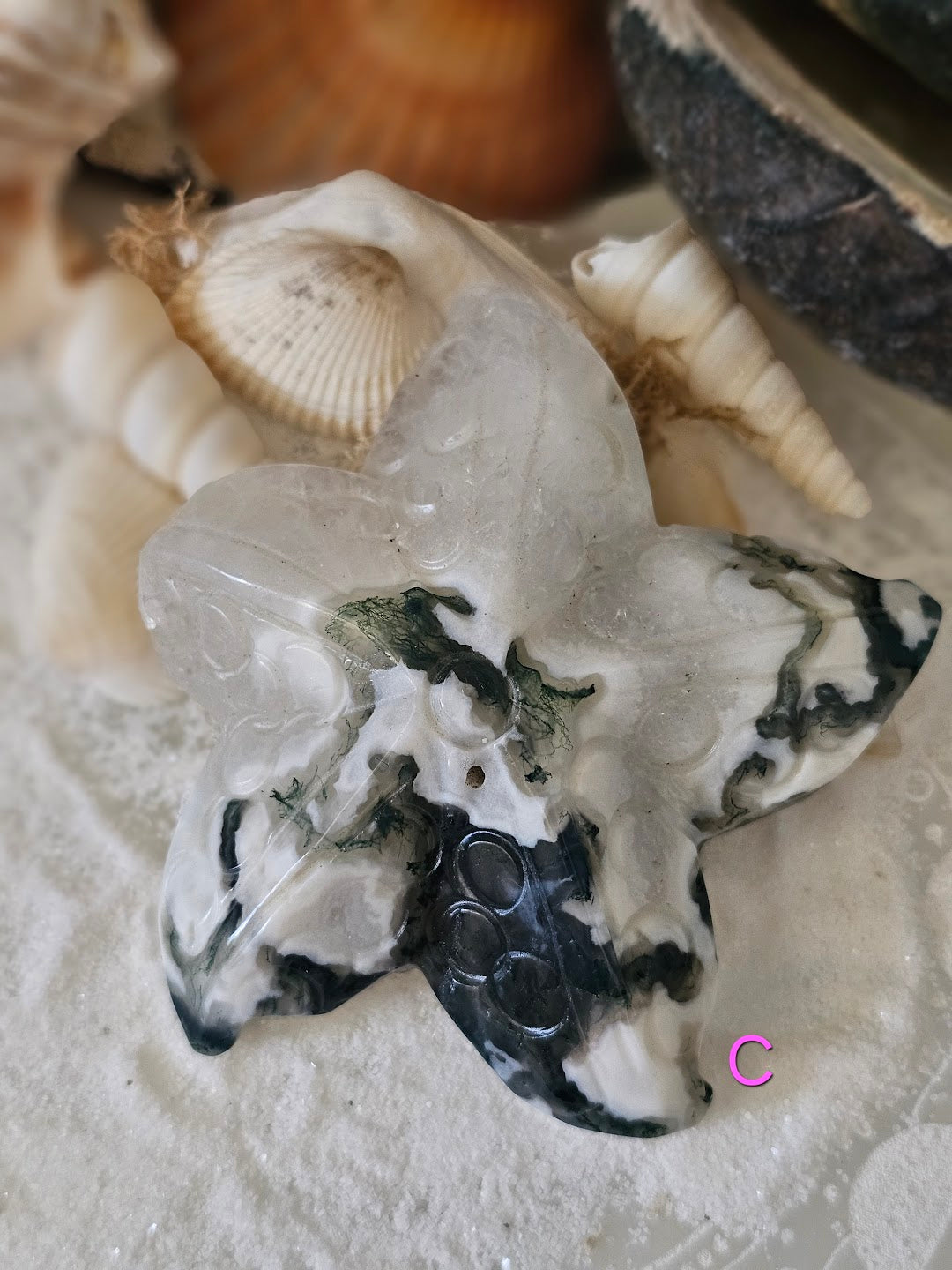 Sea Star Collection