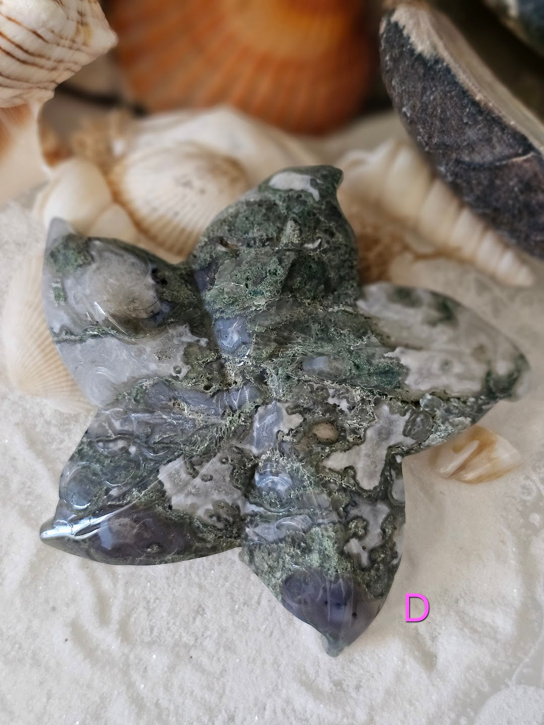 Sea Star Collection