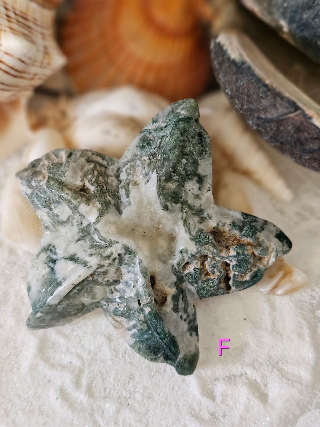 Sea Star Collection