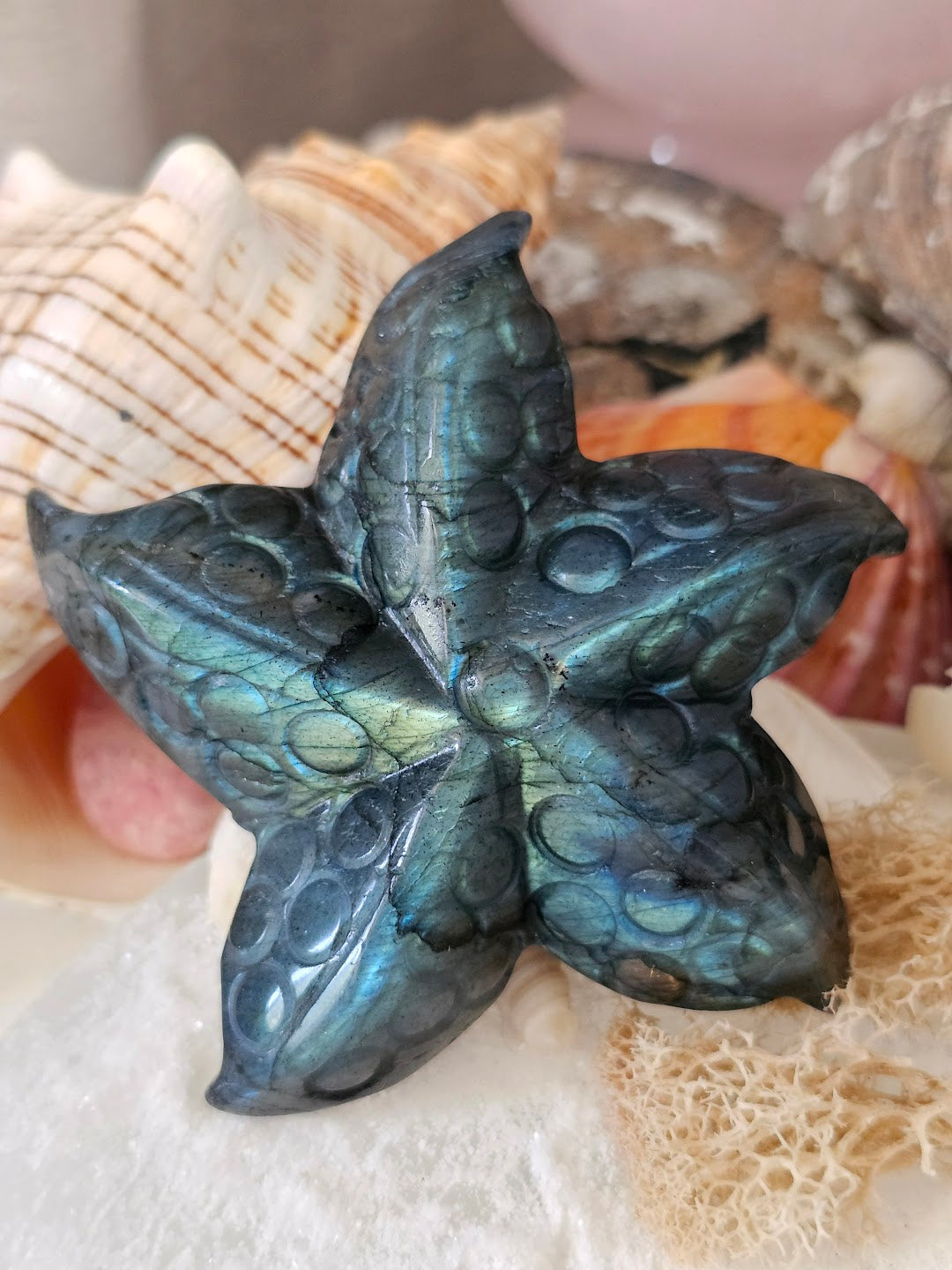 Sea Star Collection