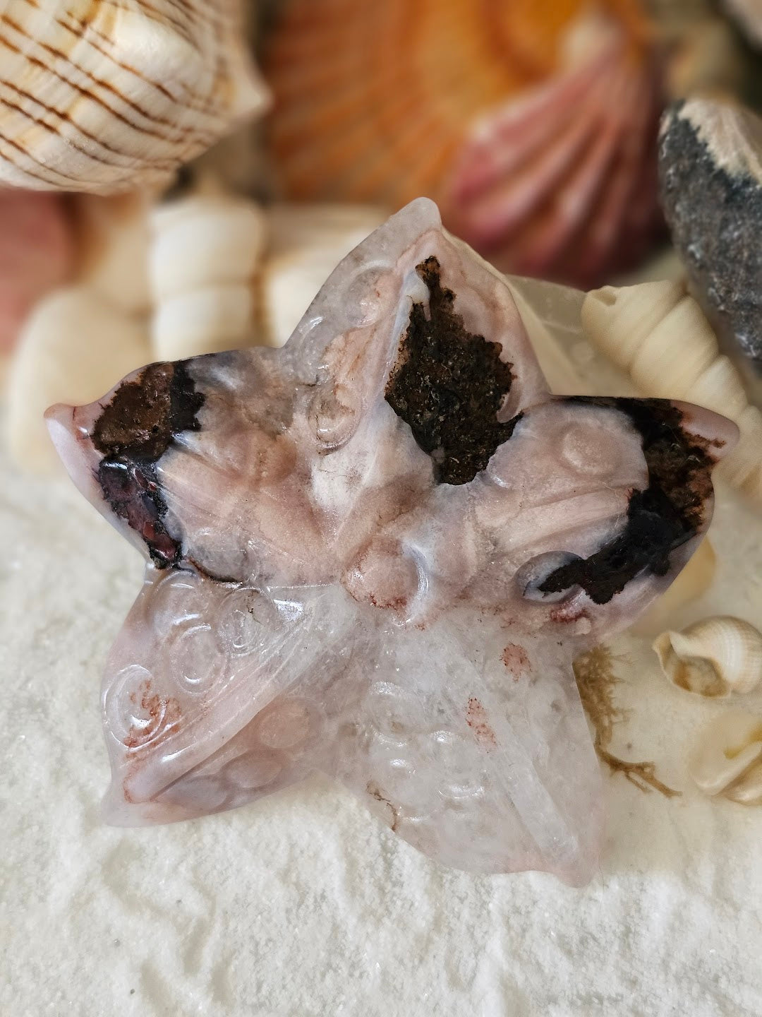 Sea Star Collection