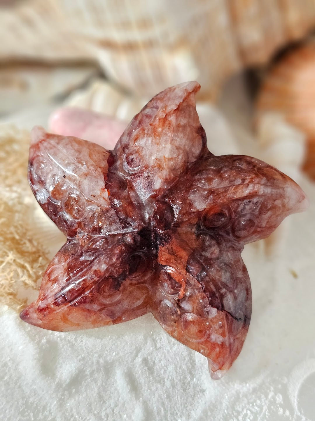 Sea Star Collection