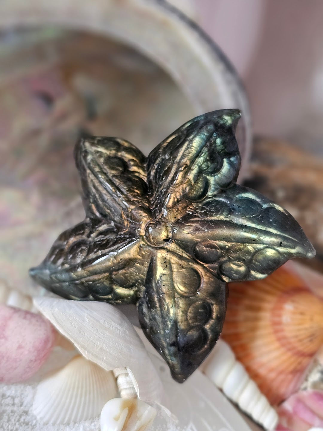 Sea Star Collection